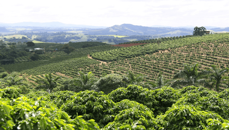 ブラジル農園の風景